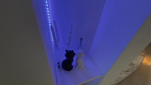 a black cat sitting on a shelf in a blue light at Só Mulheres Cobertura Duplex Alto Padrão Shows Ginásio Parque Ibirapuera Jardins Av Paulista Paraíso Vl Mariana in Sao Paulo
