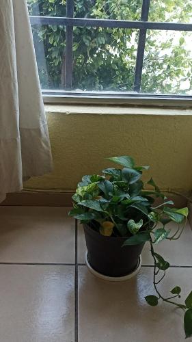 a plant in a pot sitting in front of a window at Departamento Tapatío in Guadalajara