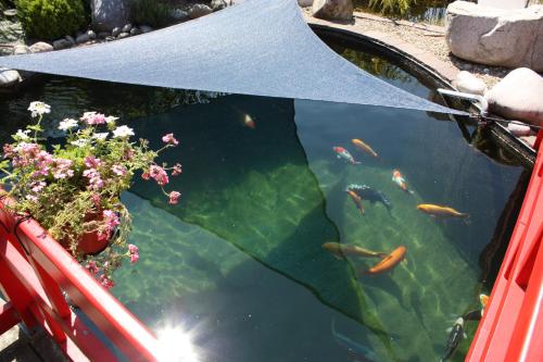 a car with an umbrella over a pond with fishes at Hotel Restaurant Koi-Gartenteich in Hausernmoos