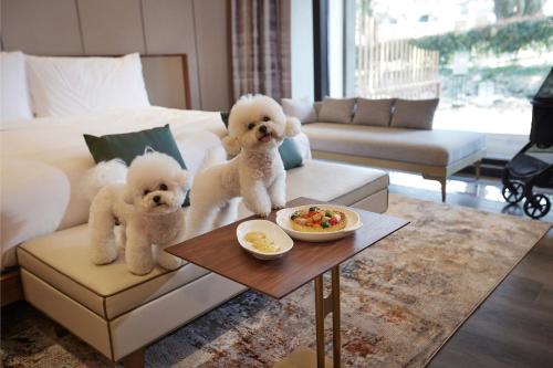 Majutusasutuse Amber Pure Hill Hotels & Resorts Jeju külastajatega peatuv lemmikloom või lemmikloomad