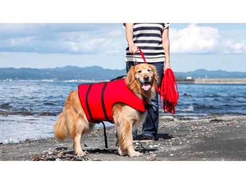 a dog wearing a red vest standing on the beach at Japari Tateyama - Vacation STAY 84008v in Tateyama