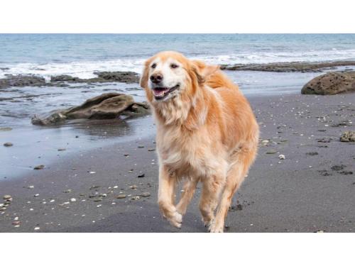 a brown dog walking on the beach at Japari Tateyama - Vacation STAY 84008v in Tateyama