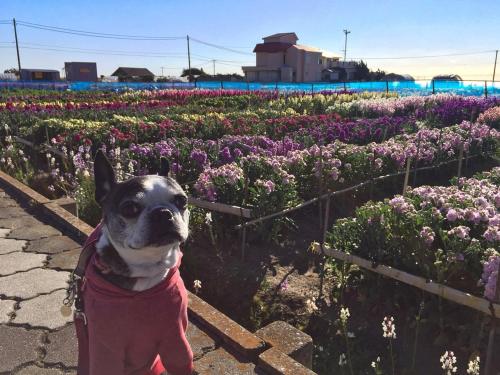 a dog standing in front of a field of flowers at Japari Tateyama - Vacation STAY 84008v in Tateyama