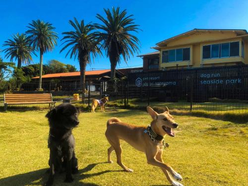 two dogs playing with a frisbee in a yard at Japari Tateyama - Vacation STAY 84008v in Tateyama