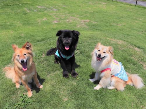 three dogs sitting in the grass in a yard at Japari Tateyama - Vacation STAY 84008v in Tateyama