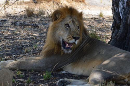 a lion laying on the ground next to a tree at Camp Bastian Mikumi in Mikumi