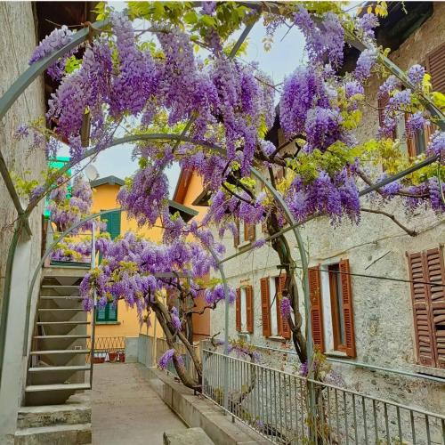 a wisteria tree hanging over a street in an alley at Casbah, suites nel cuore di Menaggio in Menaggio