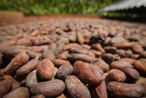 a pile of nuts on a dirt road at Finca Carpe Diem Ecolodge in Minca