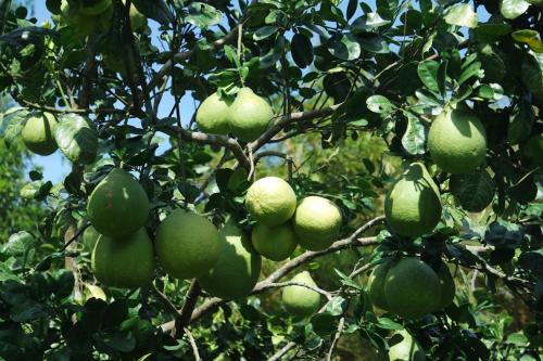 a bunch of green fruit hanging from a tree at Finca Carpe Diem Ecolodge in Minca