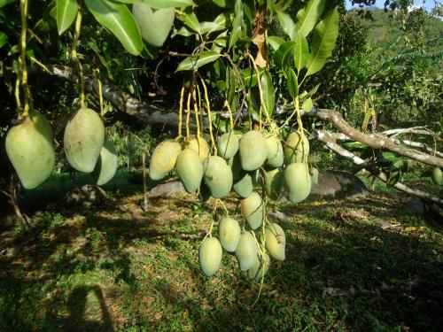 a bunch of green fruit hanging from a tree at Finca Carpe Diem Ecolodge in Minca