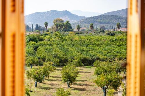 a row of trees in a field with mountains in the background at Two beautiful rooms & 1 large Patio in Dhrepanon