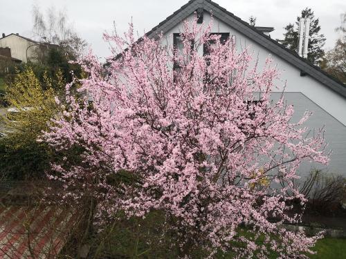 a pink flowering tree in front of a house at Aufenhalt in Fulda in ruhiger und Top Lage in Fulda
