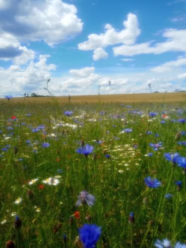 a field of flowers with a blue sky and clouds at Fischstübchen Neeberg Fewo 4 – Schwalbennest in Krummin