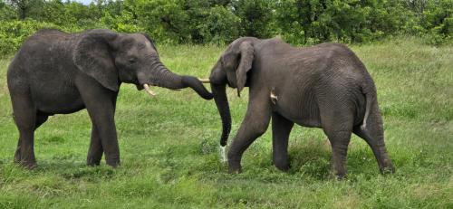 two elephants standing next to each other in a field at Tot Hier Toe in Phalaborwa