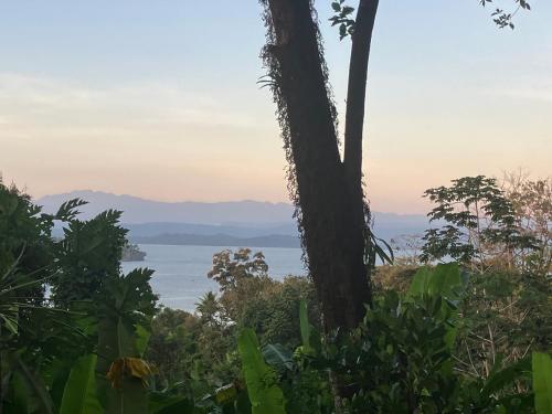 a view of the ocean from a tree at Villa ibiscus in Bastimentos