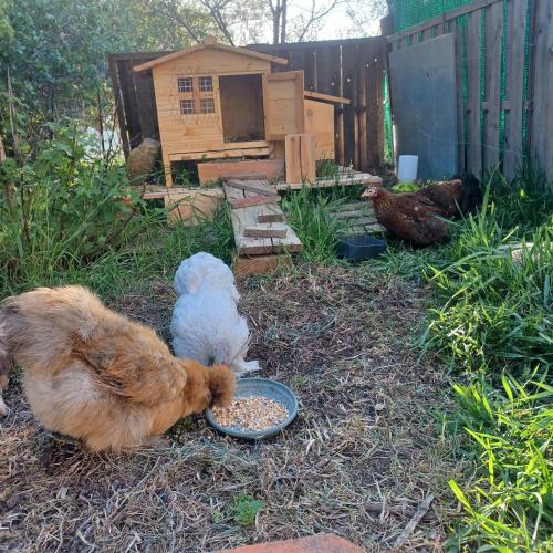 Domácí mazlíčci ubytovaní s hosty v ubytování chambre dans ferme provençale