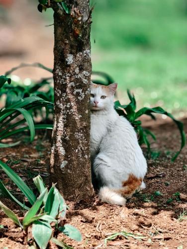 a white and orange cat sitting next to a tree at Bruton resorts in Kodaikānāl