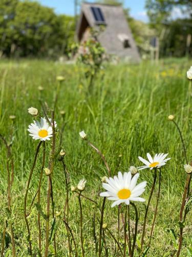 a group of white flowers in a field at Aframe Tiny Home SILVA with private hot tub in Cowes