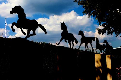 a group of horses running on top of a hill at Raelax in Raeren