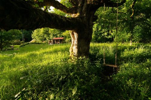 a tree in the middle of a field with a swing at Luxury Off-Grid Cabin with Outdoor Bath in Scotland in Clachan of Campsie