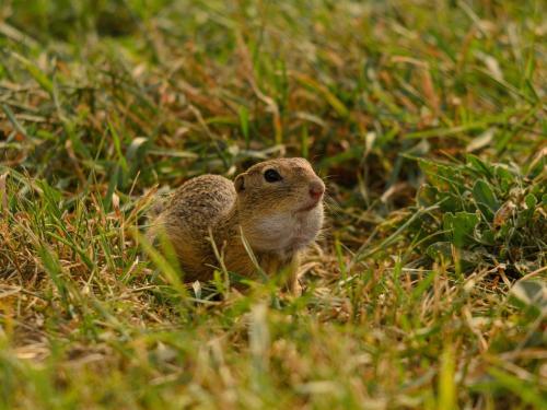a small animal is standing in the grass at Ferienwohnung Weinbergblick in Oberrohrendorf