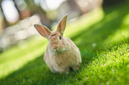 a small rabbit sitting in the grass at El Oasis Villa Resort in La Eliana