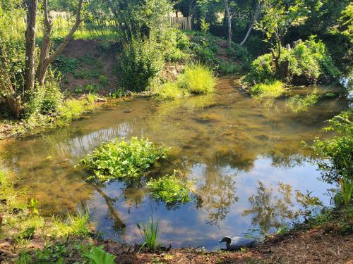 a pond with a duck in the middle at Le clos des sources in Isigny-sur-Mer