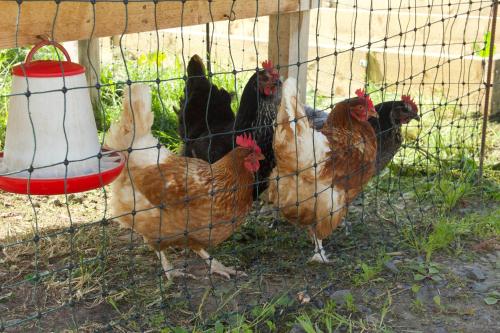 Animales en el bed & breakfast o alrededores