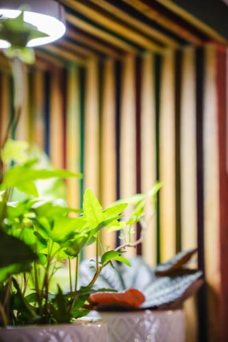 a plant sitting on a table next to a plant at B&B Terra - Stanza Natura in Carloforte