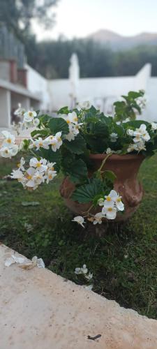 a vase filled with flowers sitting on the grass at Villa Cristina in Boissano