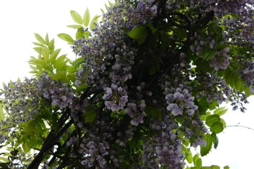 a bunch of lilacs hanging from a tree at Colonna Country Home in Ururi