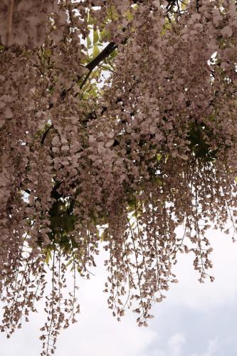 a bunch of flowers hanging from a tree at Colonna Country Home in Ururi