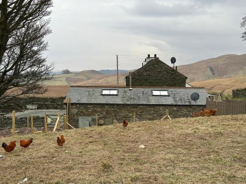 a group of chickens standing in front of a building at Lower Carhullan in Penrith