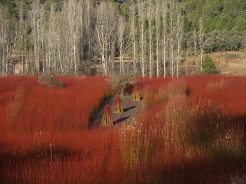 a painting of a field with red bushes and trees at El Llano de los Conejos Serranía de Cuenca in Cañamares