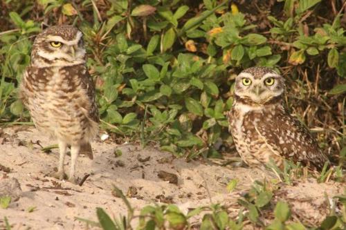 Altri animali domestici presso la casa vacanze o nei dintorni