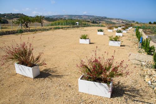 a row of plants in white pots on a field at Stella del Rio in Naro