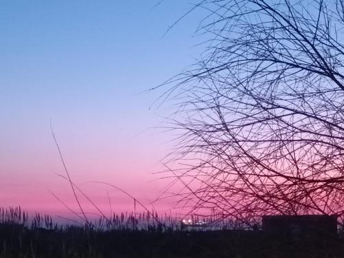 a sunset with a tree branch in the foreground at Appartamenti Le Brocche di Biancospino in LʼAmericano