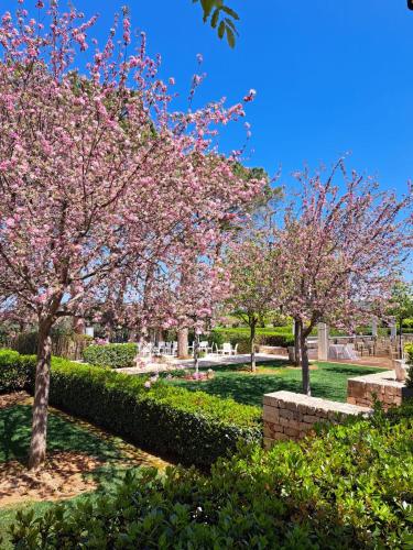 a group of trees with pink flowers in a park at Relais Il Santissimo in Turi