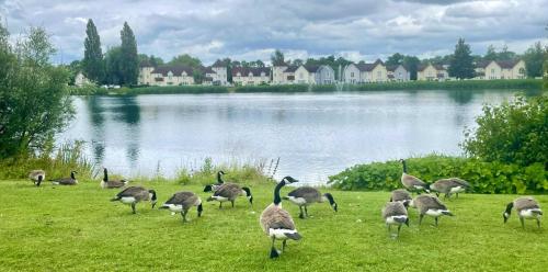 a group of geese standing in the grass near a lake at Windrush Turret Lodge in South Cerney