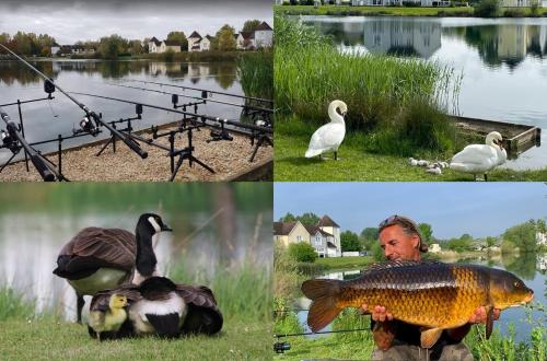 a collage of photos with ducks and birds on a lake at Windrush Turret Lodge in South Cerney