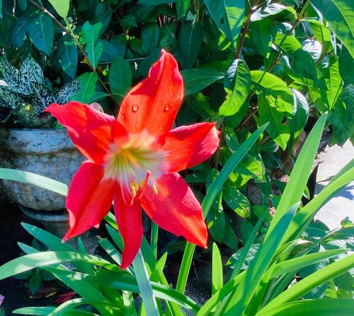 a red flower in front of a plant at Nila Villa in Galle