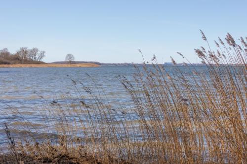 a body of water with tall grass in the foreground at Ferienhaus Rügenblick in Stahlbrode