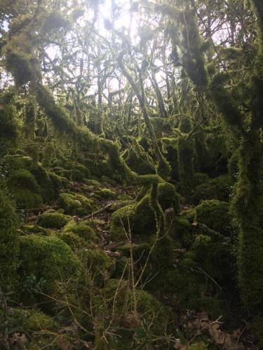 a forest covered in green moss and trees at Le Chat Blanc Gîte in Versols-et-Lapeyre