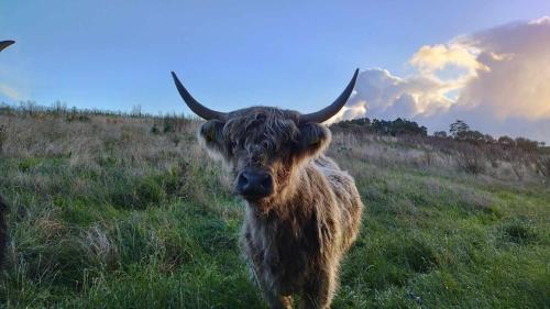 a brown animal with horns standing in a field at Rødegaard Mols in Knebel