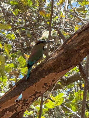 a bird is sitting on a tree branch at Colonial Guanacaste Villas in Guanacaste