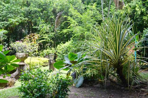 a garden with a large plant in the middle at Amanwana Ecofinca in Melgar