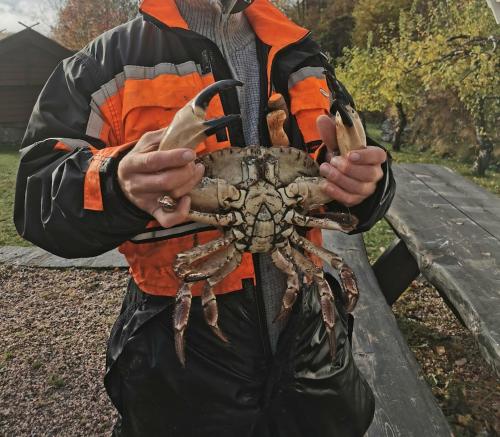 a man holding a crab with two guns at Charming guest house with amazing view in Kvam