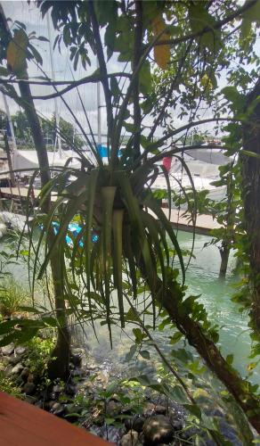 a plant in a pond in a garden at Tortugal Boutique River Lodge in Rio Dulce