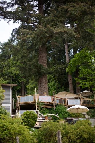 a house with a tree in front of it at Halfmoon Haven Beach Cottage or Oceanview Suite in Halfmoon Bay