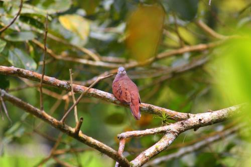 Fotografie z fotogalerie ubytování Hotel Secreto La Fortuna v destinaci Fortuna